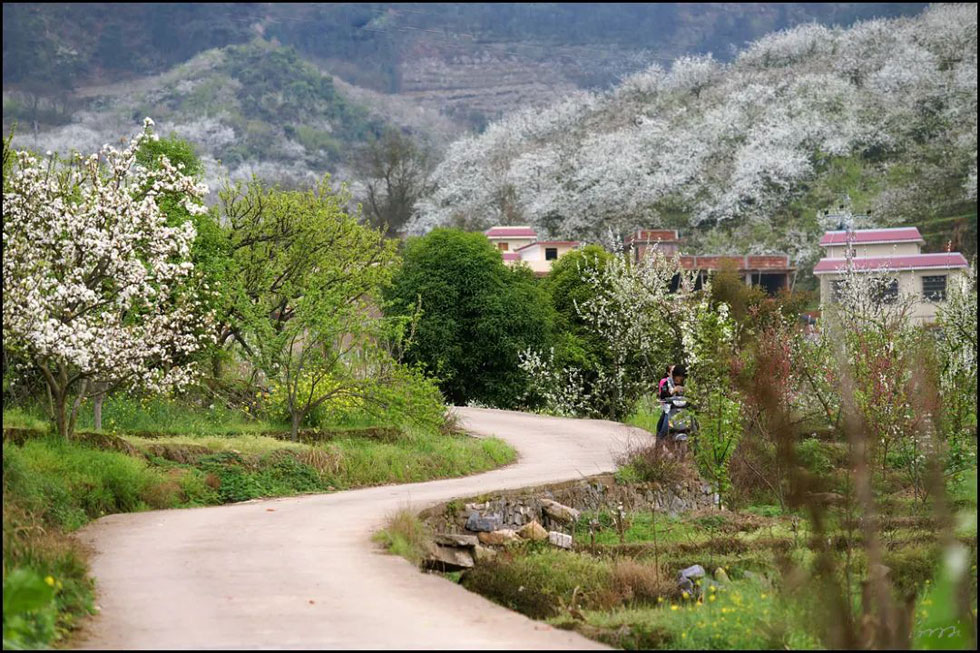 【春天,广西桂林灌阳县向您发出邀请!】我们在灌阳看梨花 - 游山玩水 - 哈尔滨生活社区 - 哈尔滨28生活网 hrb.28life.com