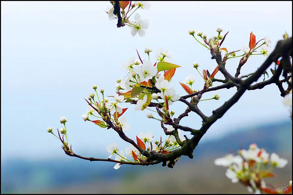 【春天,广西桂林灌阳县向您发出邀请!】我们在灌阳看梨花 - 游山玩水 - 哈尔滨生活社区 - 哈尔滨28生活网 hrb.28life.com