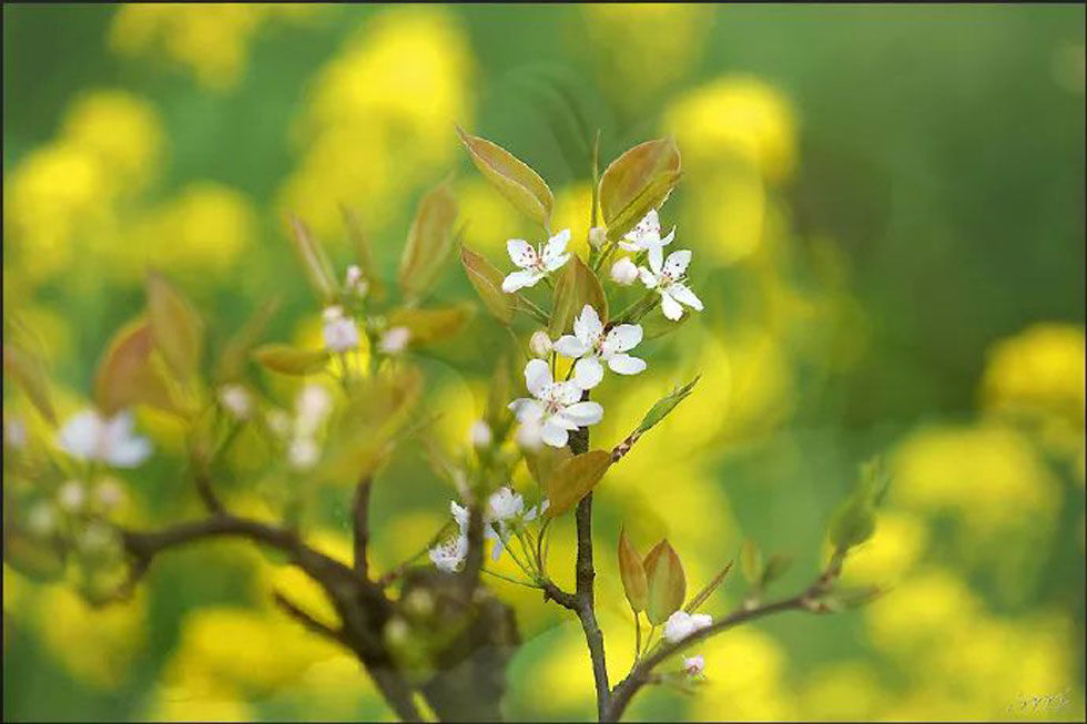 【春天,广西桂林灌阳县向您发出邀请!】我们在灌阳看梨花 - 游山玩水 - 哈尔滨生活社区 - 哈尔滨28生活网 hrb.28life.com
