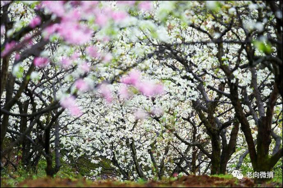 【春天,广西桂林灌阳县向您发出邀请!】我们在灌阳看梨花 - 游山玩水 - 哈尔滨生活社区 - 哈尔滨28生活网 hrb.28life.com