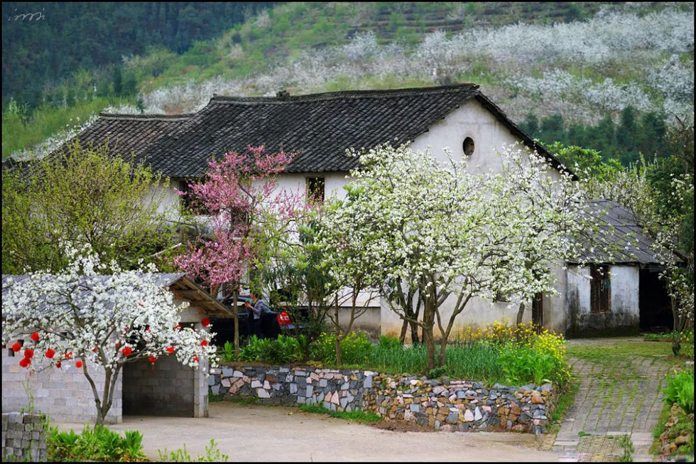 【春天,广西桂林灌阳县向您发出邀请!】我们在灌阳看梨花 - 游山玩水 - 哈尔滨生活社区 - 哈尔滨28生活网 hrb.28life.com