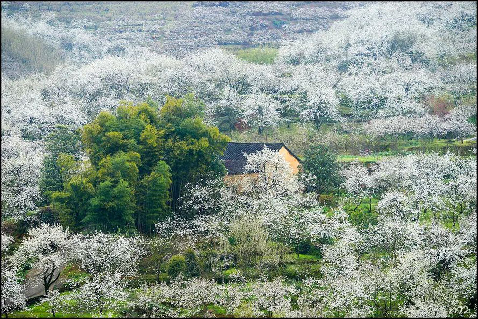 【春天,广西桂林灌阳县向您发出邀请!】我们在灌阳看梨花 - 游山玩水 - 哈尔滨生活社区 - 哈尔滨28生活网 hrb.28life.com