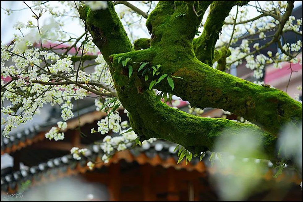 【春天,广西桂林灌阳县向您发出邀请!】我们在灌阳看梨花 - 游山玩水 - 哈尔滨生活社区 - 哈尔滨28生活网 hrb.28life.com