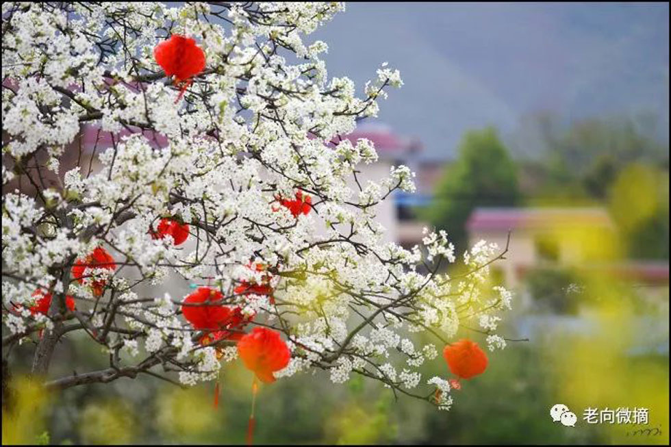 【春天,广西桂林灌阳县向您发出邀请!】我们在灌阳看梨花 - 游山玩水 - 哈尔滨生活社区 - 哈尔滨28生活网 hrb.28life.com