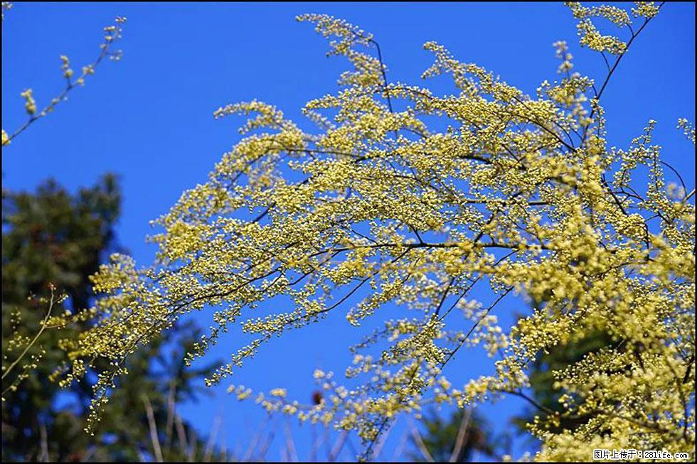 【春天，广西桂林灌阳县向您发出邀请！】米珠山前有片山苍子花在飘香 - 游山玩水 - 哈尔滨生活社区 - 哈尔滨28生活网 hrb.28life.com