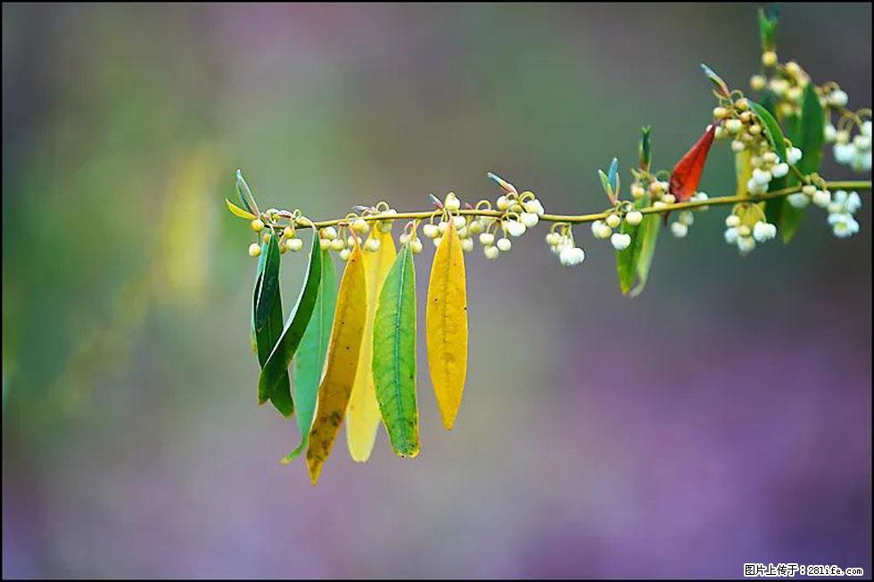 【春天，广西桂林灌阳县向您发出邀请！】米珠山前有片山苍子花在飘香 - 游山玩水 - 哈尔滨生活社区 - 哈尔滨28生活网 hrb.28life.com