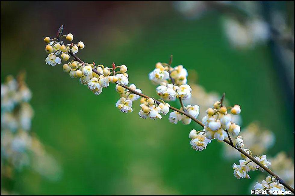 【春天，广西桂林灌阳县向您发出邀请！】米珠山前有片山苍子花在飘香 - 游山玩水 - 哈尔滨生活社区 - 哈尔滨28生活网 hrb.28life.com