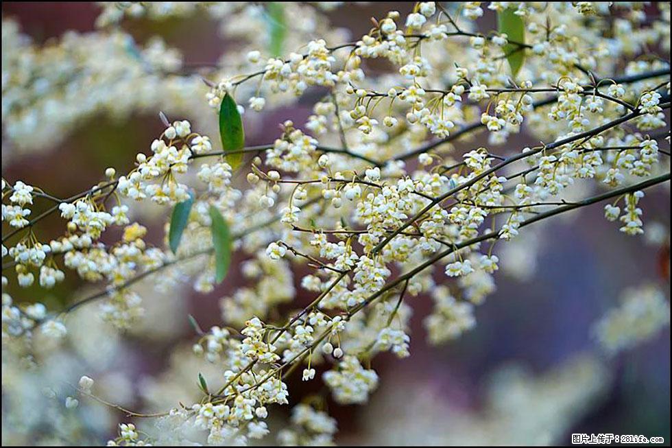 【春天，广西桂林灌阳县向您发出邀请！】米珠山前有片山苍子花在飘香 - 游山玩水 - 哈尔滨生活社区 - 哈尔滨28生活网 hrb.28life.com