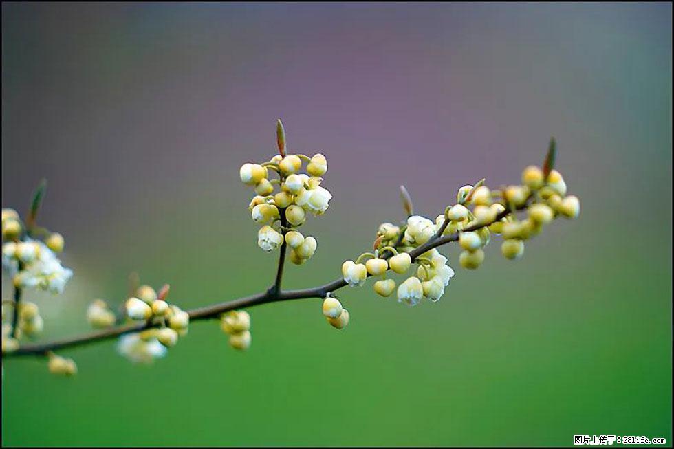 【春天，广西桂林灌阳县向您发出邀请！】米珠山前有片山苍子花在飘香 - 游山玩水 - 哈尔滨生活社区 - 哈尔滨28生活网 hrb.28life.com