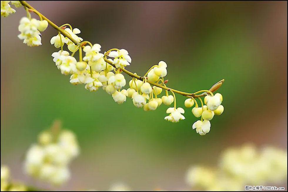 【春天，广西桂林灌阳县向您发出邀请！】米珠山前有片山苍子花在飘香 - 游山玩水 - 哈尔滨生活社区 - 哈尔滨28生活网 hrb.28life.com