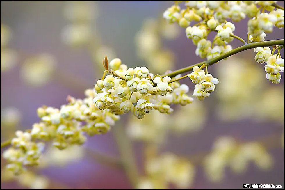 【春天，广西桂林灌阳县向您发出邀请！】米珠山前有片山苍子花在飘香 - 游山玩水 - 哈尔滨生活社区 - 哈尔滨28生活网 hrb.28life.com