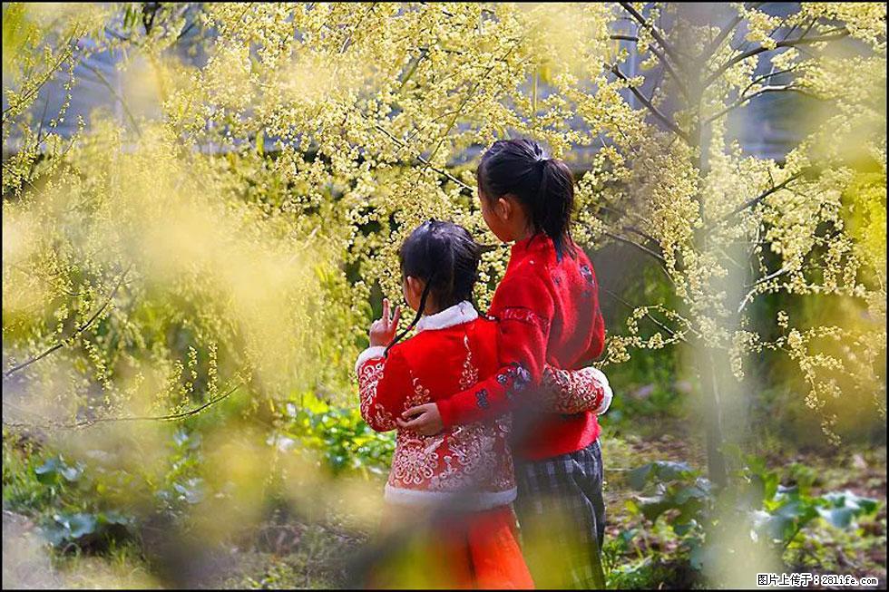 【春天，广西桂林灌阳县向您发出邀请！】米珠山前有片山苍子花在飘香 - 游山玩水 - 哈尔滨生活社区 - 哈尔滨28生活网 hrb.28life.com