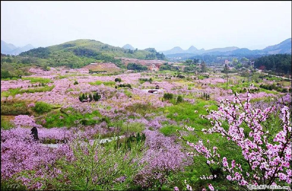 【春天,广西桂林灌阳县向您发出邀请!】官庄村有个醉美的桃花园 - 游山玩水 - 哈尔滨生活社区 - 哈尔滨28生活网 hrb.28life.com