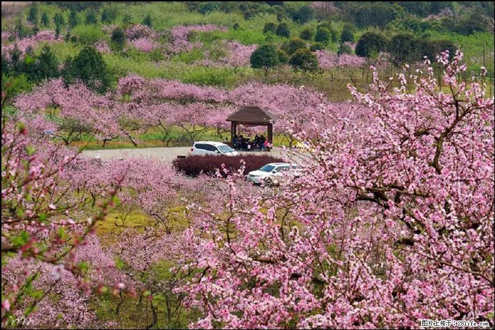 【春天,广西桂林灌阳县向您发出邀请!】官庄村有个醉美的桃花园 - 游山玩水 - 哈尔滨生活社区 - 哈尔滨28生活网 hrb.28life.com