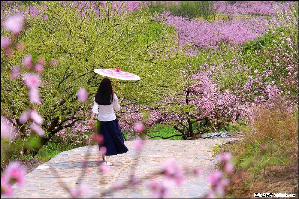 【春天,广西桂林灌阳县向您发出邀请!】官庄村有个醉美的桃花园 - 游山玩水 - 哈尔滨生活社区 - 哈尔滨28生活网 hrb.28life.com