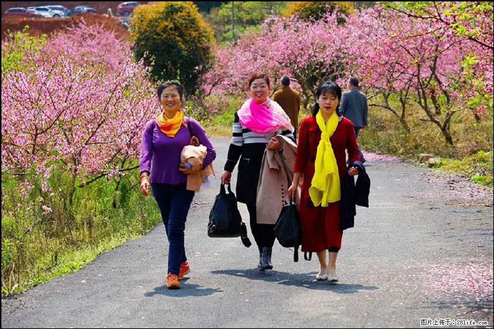 【春天,广西桂林灌阳县向您发出邀请!】官庄村有个醉美的桃花园 - 游山玩水 - 哈尔滨生活社区 - 哈尔滨28生活网 hrb.28life.com