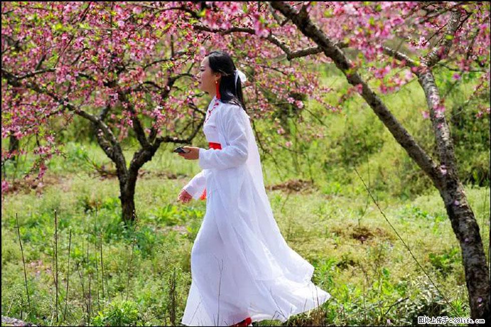 【春天,广西桂林灌阳县向您发出邀请!】官庄村有个醉美的桃花园 - 游山玩水 - 哈尔滨生活社区 - 哈尔滨28生活网 hrb.28life.com