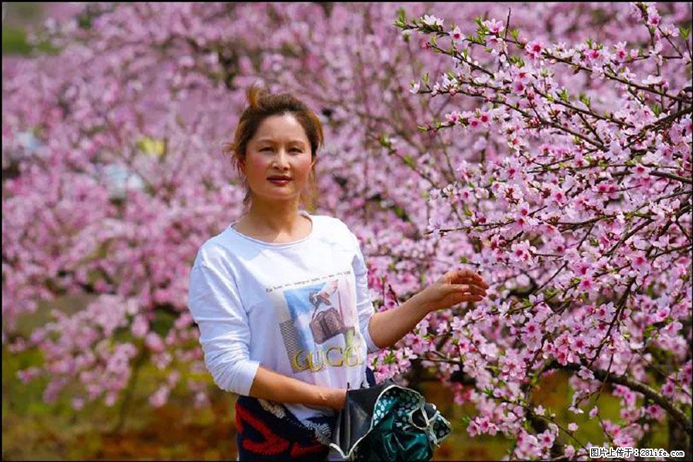 【春天,广西桂林灌阳县向您发出邀请!】官庄村有个醉美的桃花园 - 游山玩水 - 哈尔滨生活社区 - 哈尔滨28生活网 hrb.28life.com