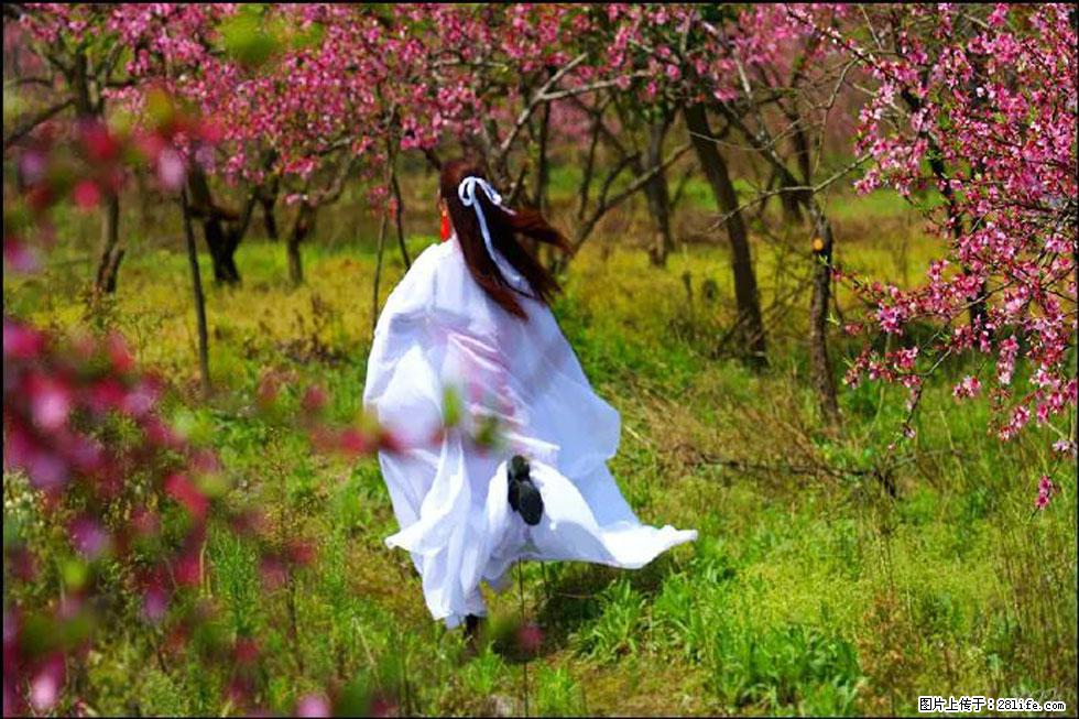 【春天,广西桂林灌阳县向您发出邀请!】官庄村有个醉美的桃花园 - 游山玩水 - 哈尔滨生活社区 - 哈尔滨28生活网 hrb.28life.com