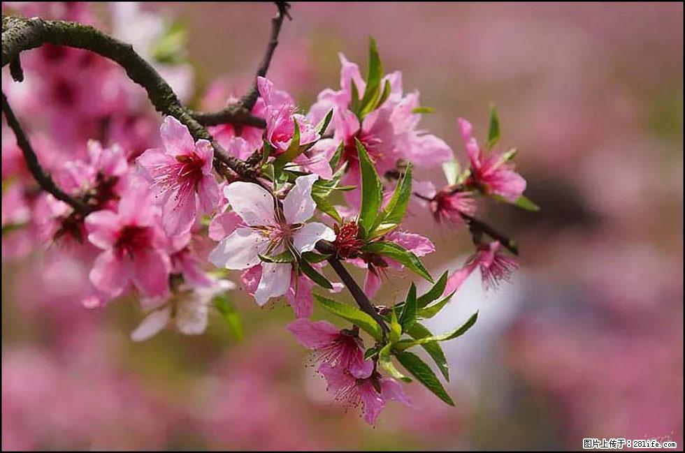 【春天,广西桂林灌阳县向您发出邀请!】官庄村有个醉美的桃花园 - 游山玩水 - 哈尔滨生活社区 - 哈尔滨28生活网 hrb.28life.com