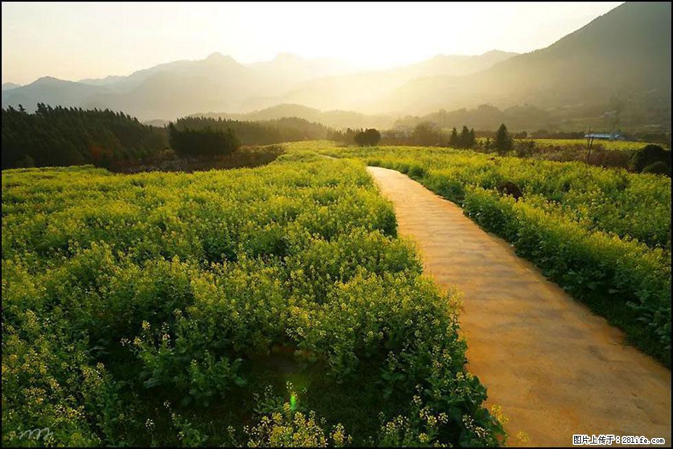 【春天,广西桂林灌阳县向您发出邀请!】长坪村油菜盛情花开 - 游山玩水 - 哈尔滨生活社区 - 哈尔滨28生活网 hrb.28life.com