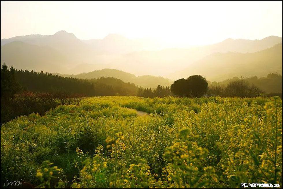 【春天,广西桂林灌阳县向您发出邀请!】长坪村油菜盛情花开 - 游山玩水 - 哈尔滨生活社区 - 哈尔滨28生活网 hrb.28life.com