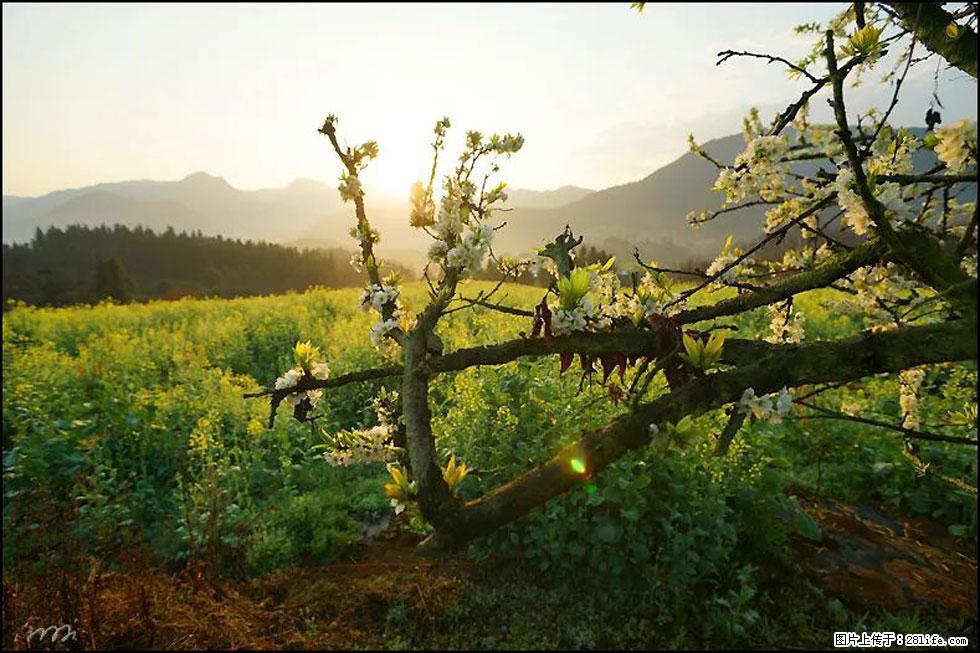 【春天,广西桂林灌阳县向您发出邀请!】长坪村油菜盛情花开 - 游山玩水 - 哈尔滨生活社区 - 哈尔滨28生活网 hrb.28life.com