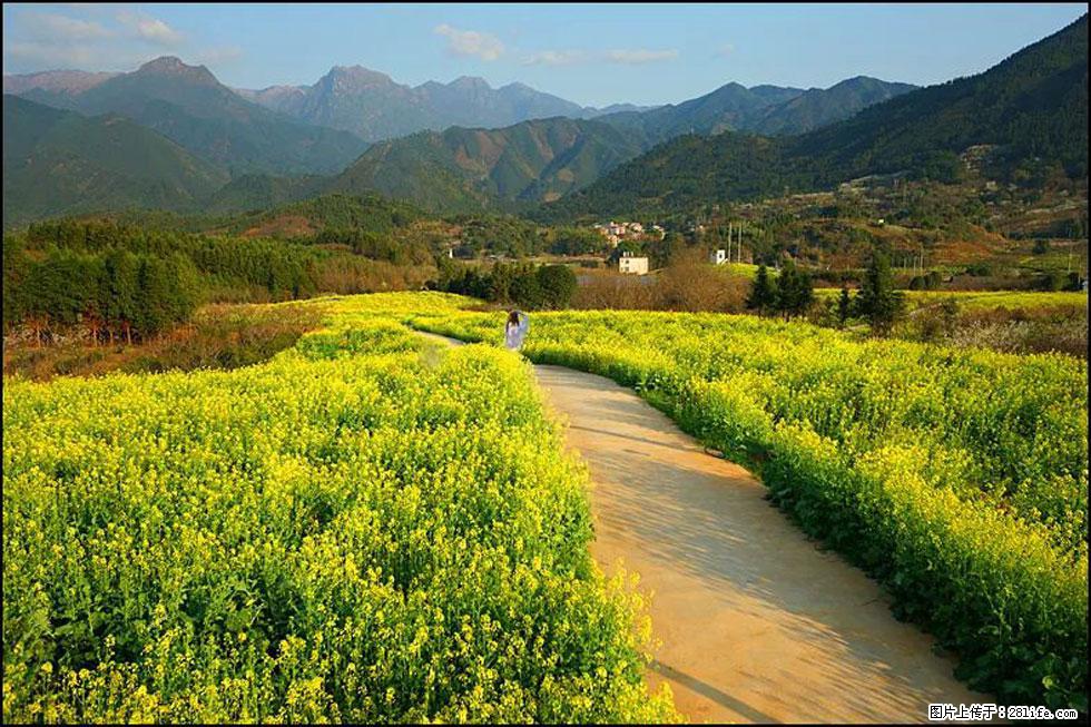 【春天,广西桂林灌阳县向您发出邀请!】长坪村油菜盛情花开 - 游山玩水 - 哈尔滨生活社区 - 哈尔滨28生活网 hrb.28life.com