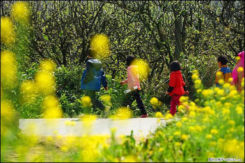【春天,广西桂林灌阳县向您发出邀请!】长坪村油菜盛情花开 - 游山玩水 - 哈尔滨生活社区 - 哈尔滨28生活网 hrb.28life.com