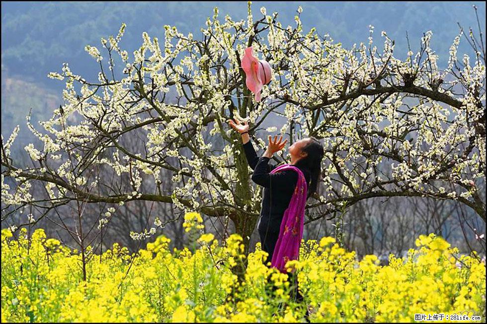 【春天,广西桂林灌阳县向您发出邀请!】长坪村油菜盛情花开 - 游山玩水 - 哈尔滨生活社区 - 哈尔滨28生活网 hrb.28life.com
