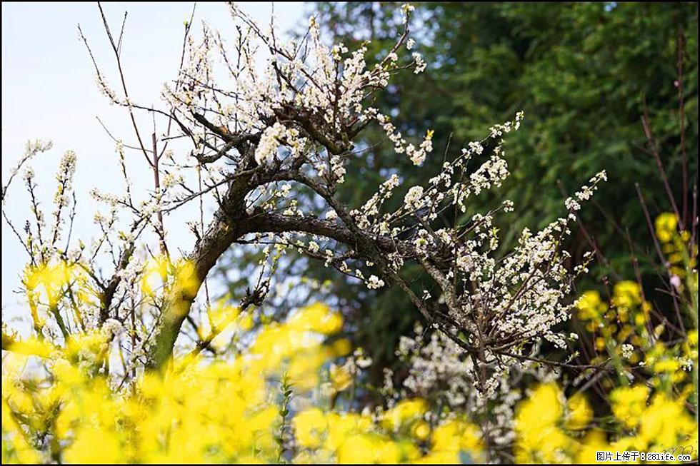 【春天,广西桂林灌阳县向您发出邀请!】长坪村油菜盛情花开 - 游山玩水 - 哈尔滨生活社区 - 哈尔滨28生活网 hrb.28life.com