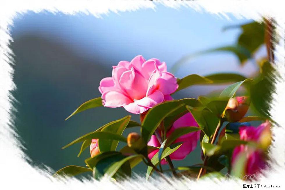 【春天,广西桂林灌阳县向您发出邀请!】杨柳井茶花惹人爱 - 游山玩水 - 哈尔滨生活社区 - 哈尔滨28生活网 hrb.28life.com