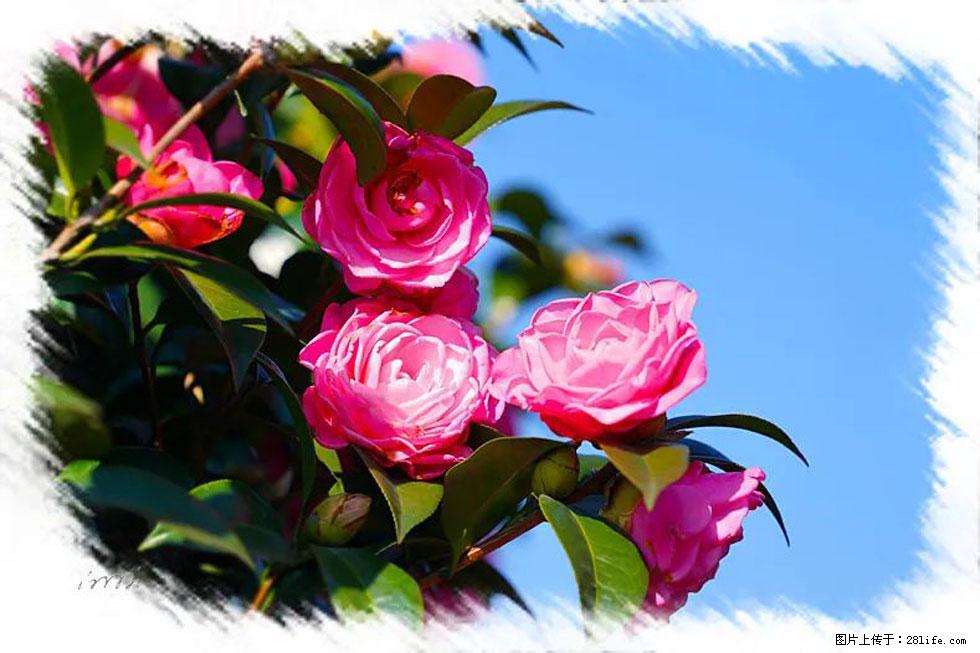 【春天,广西桂林灌阳县向您发出邀请!】杨柳井茶花惹人爱 - 游山玩水 - 哈尔滨生活社区 - 哈尔滨28生活网 hrb.28life.com