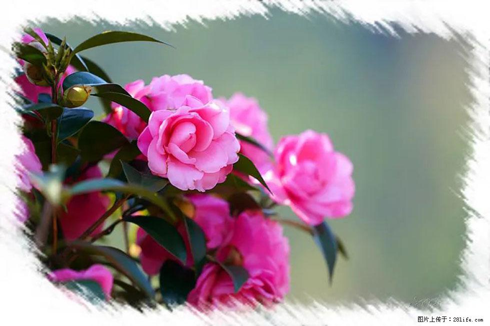 【春天,广西桂林灌阳县向您发出邀请!】杨柳井茶花惹人爱 - 游山玩水 - 哈尔滨生活社区 - 哈尔滨28生活网 hrb.28life.com