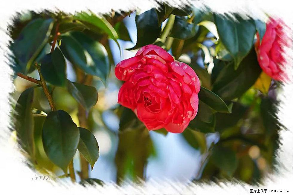 【春天,广西桂林灌阳县向您发出邀请!】杨柳井茶花惹人爱 - 游山玩水 - 哈尔滨生活社区 - 哈尔滨28生活网 hrb.28life.com