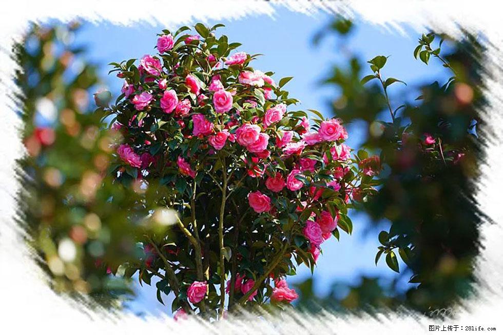 【春天,广西桂林灌阳县向您发出邀请!】杨柳井茶花惹人爱 - 游山玩水 - 哈尔滨生活社区 - 哈尔滨28生活网 hrb.28life.com