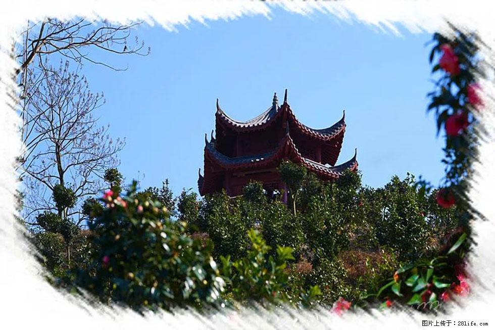 【春天,广西桂林灌阳县向您发出邀请!】杨柳井茶花惹人爱 - 游山玩水 - 哈尔滨生活社区 - 哈尔滨28生活网 hrb.28life.com