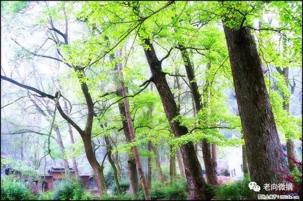 【春天，广西桂林灌阳县向您发出邀请！】在小龙村与春天约会 - 游山玩水 - 哈尔滨生活社区 - 哈尔滨28生活网 hrb.28life.com