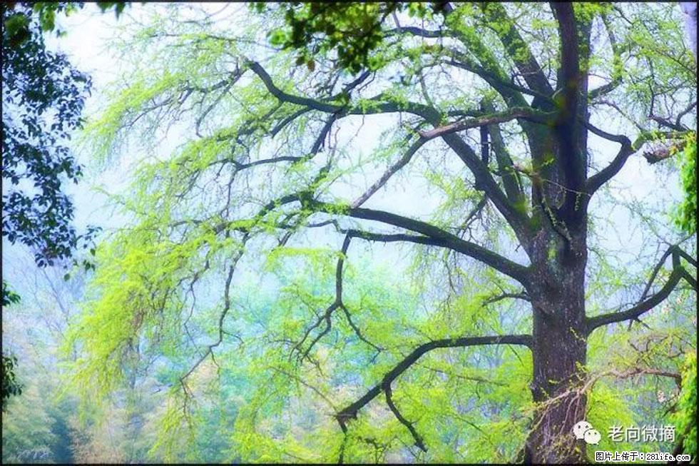 【春天，广西桂林灌阳县向您发出邀请！】在小龙村与春天约会 - 游山玩水 - 哈尔滨生活社区 - 哈尔滨28生活网 hrb.28life.com