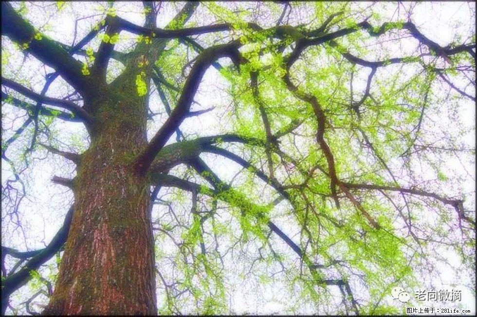 【春天，广西桂林灌阳县向您发出邀请！】在小龙村与春天约会 - 游山玩水 - 哈尔滨生活社区 - 哈尔滨28生活网 hrb.28life.com