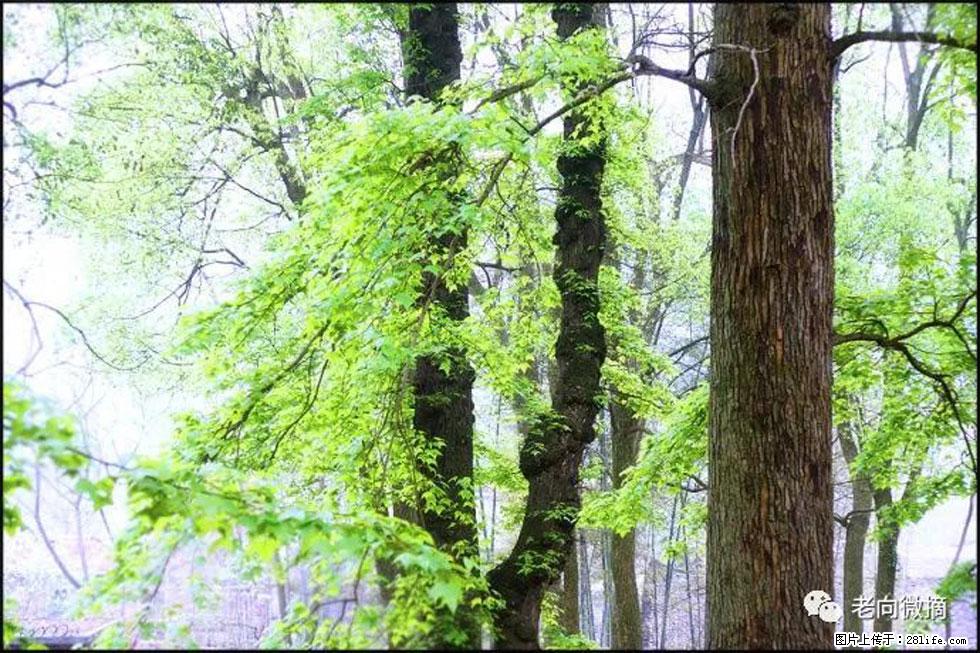 【春天，广西桂林灌阳县向您发出邀请！】在小龙村与春天约会 - 游山玩水 - 哈尔滨生活社区 - 哈尔滨28生活网 hrb.28life.com