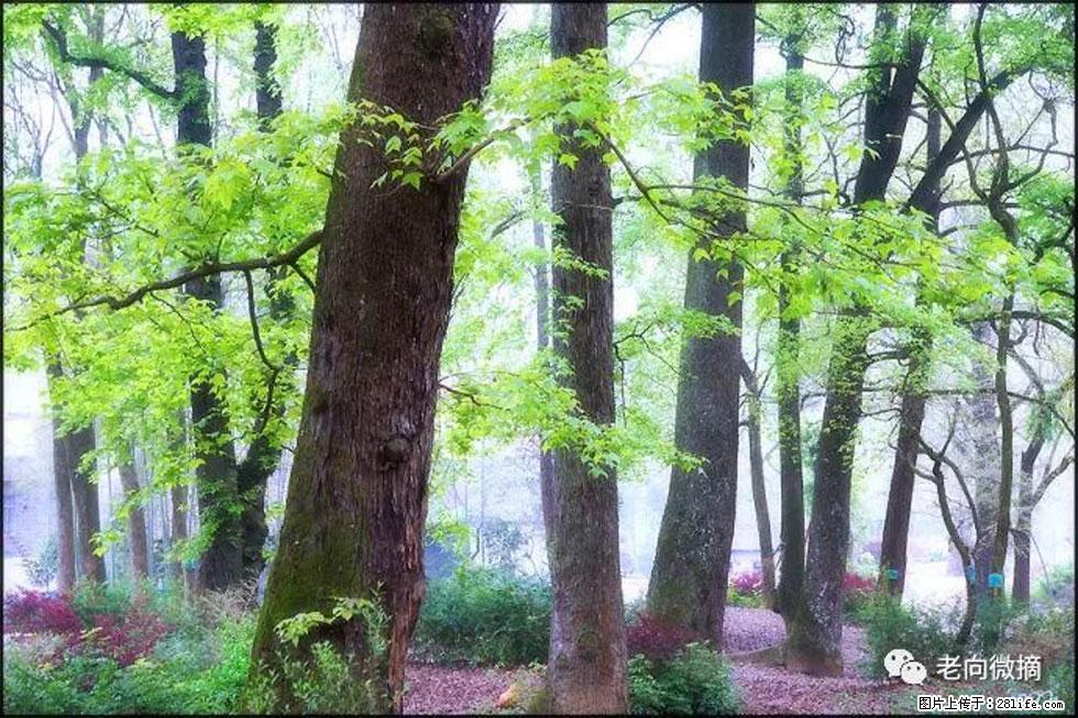 【春天，广西桂林灌阳县向您发出邀请！】在小龙村与春天约会 - 游山玩水 - 哈尔滨生活社区 - 哈尔滨28生活网 hrb.28life.com