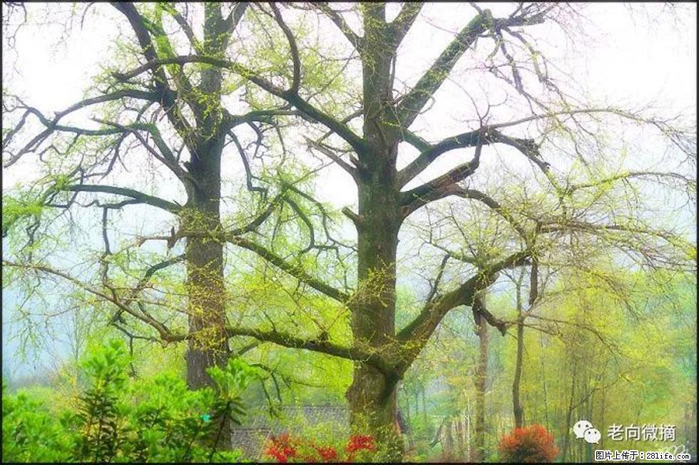 【春天，广西桂林灌阳县向您发出邀请！】在小龙村与春天约会 - 游山玩水 - 哈尔滨生活社区 - 哈尔滨28生活网 hrb.28life.com