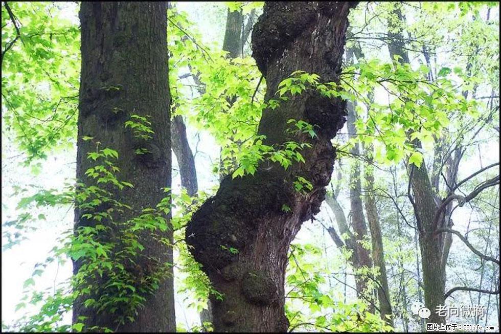 【春天，广西桂林灌阳县向您发出邀请！】在小龙村与春天约会 - 游山玩水 - 哈尔滨生活社区 - 哈尔滨28生活网 hrb.28life.com