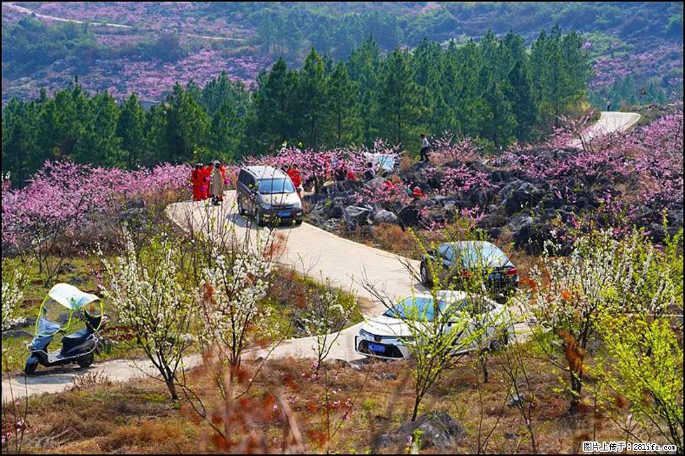 【春天，广西桂林灌阳县向您发出邀请！】望月岭上桃花开 - 游山玩水 - 哈尔滨生活社区 - 哈尔滨28生活网 hrb.28life.com