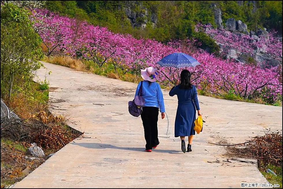 【春天，广西桂林灌阳县向您发出邀请！】望月岭上桃花开 - 游山玩水 - 哈尔滨生活社区 - 哈尔滨28生活网 hrb.28life.com