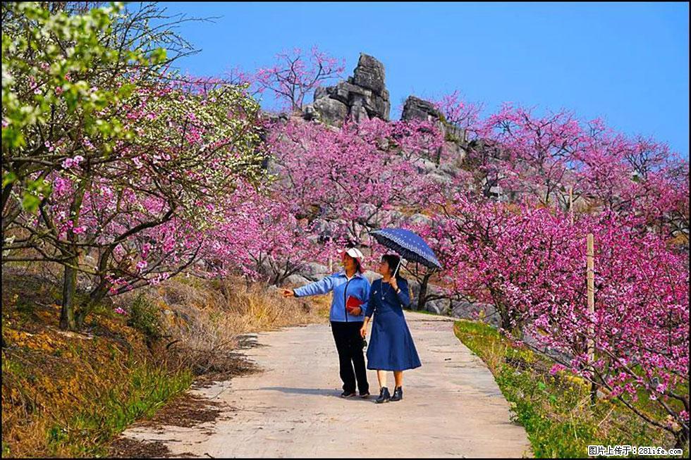 【春天，广西桂林灌阳县向您发出邀请！】望月岭上桃花开 - 游山玩水 - 哈尔滨生活社区 - 哈尔滨28生活网 hrb.28life.com