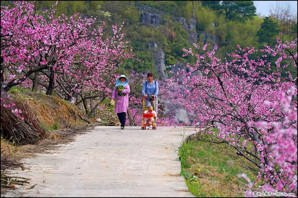【春天，广西桂林灌阳县向您发出邀请！】望月岭上桃花开 - 游山玩水 - 哈尔滨生活社区 - 哈尔滨28生活网 hrb.28life.com