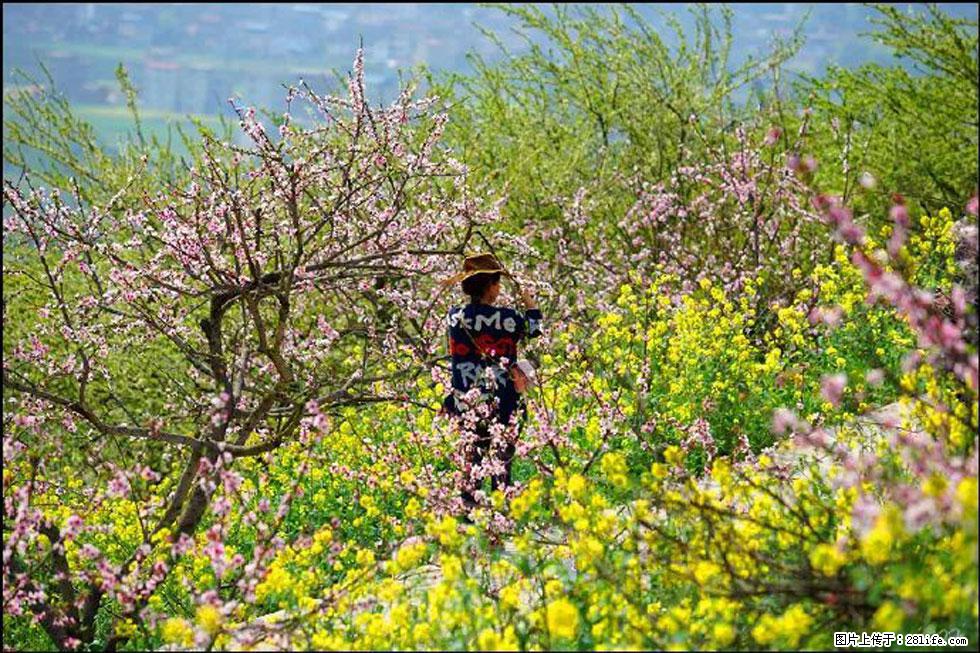 【春天，广西桂林灌阳县向您发出邀请！】望月岭上桃花开 - 游山玩水 - 哈尔滨生活社区 - 哈尔滨28生活网 hrb.28life.com