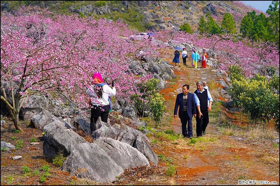 【春天，广西桂林灌阳县向您发出邀请！】望月岭上桃花开 - 游山玩水 - 哈尔滨生活社区 - 哈尔滨28生活网 hrb.28life.com